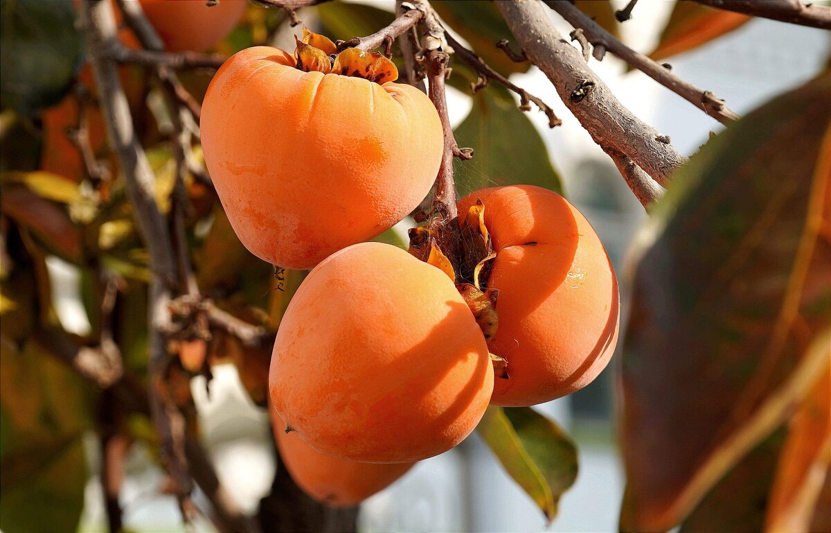 Хурма растёт во дворе храма - Татьяна Тюменка