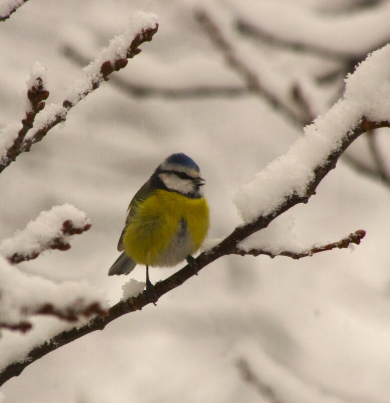 Лазоревка на дубе... - Юрий Куликов