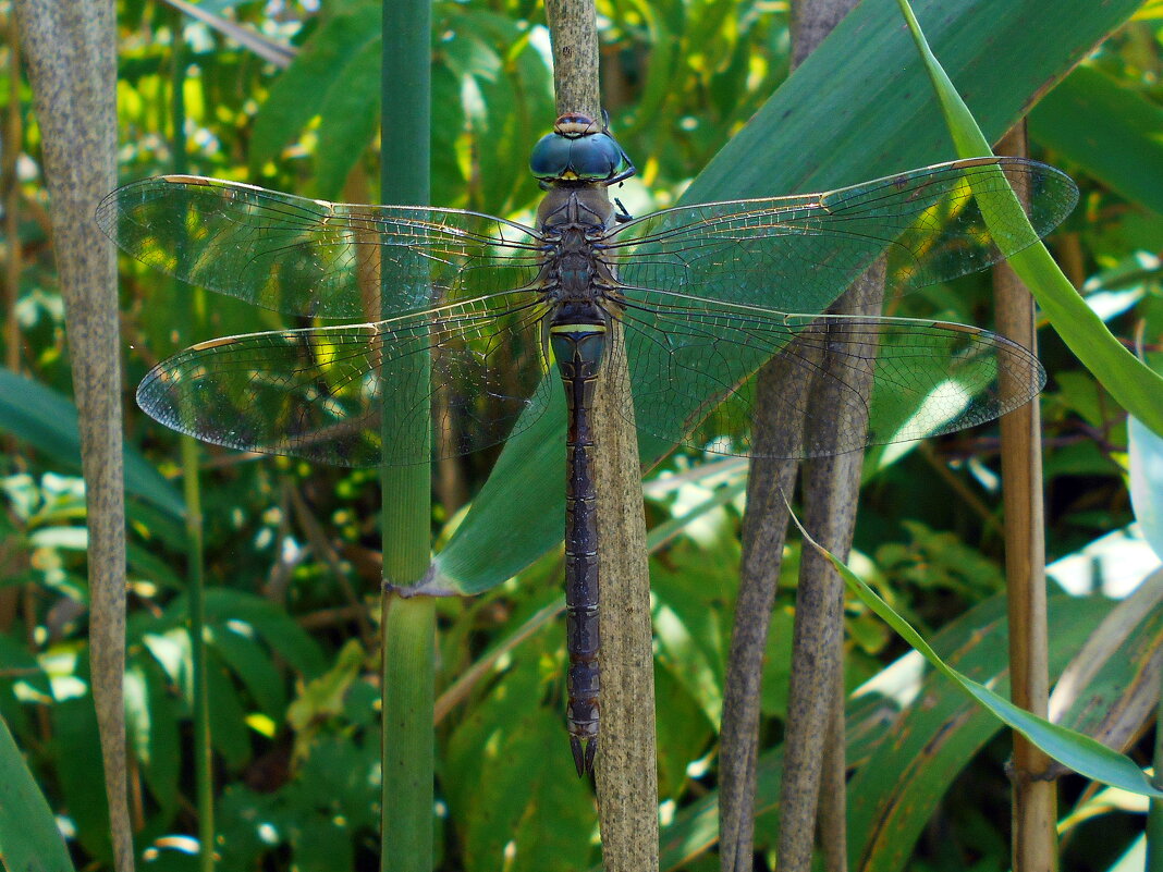 Дозорщик июльский - Константин Штарк