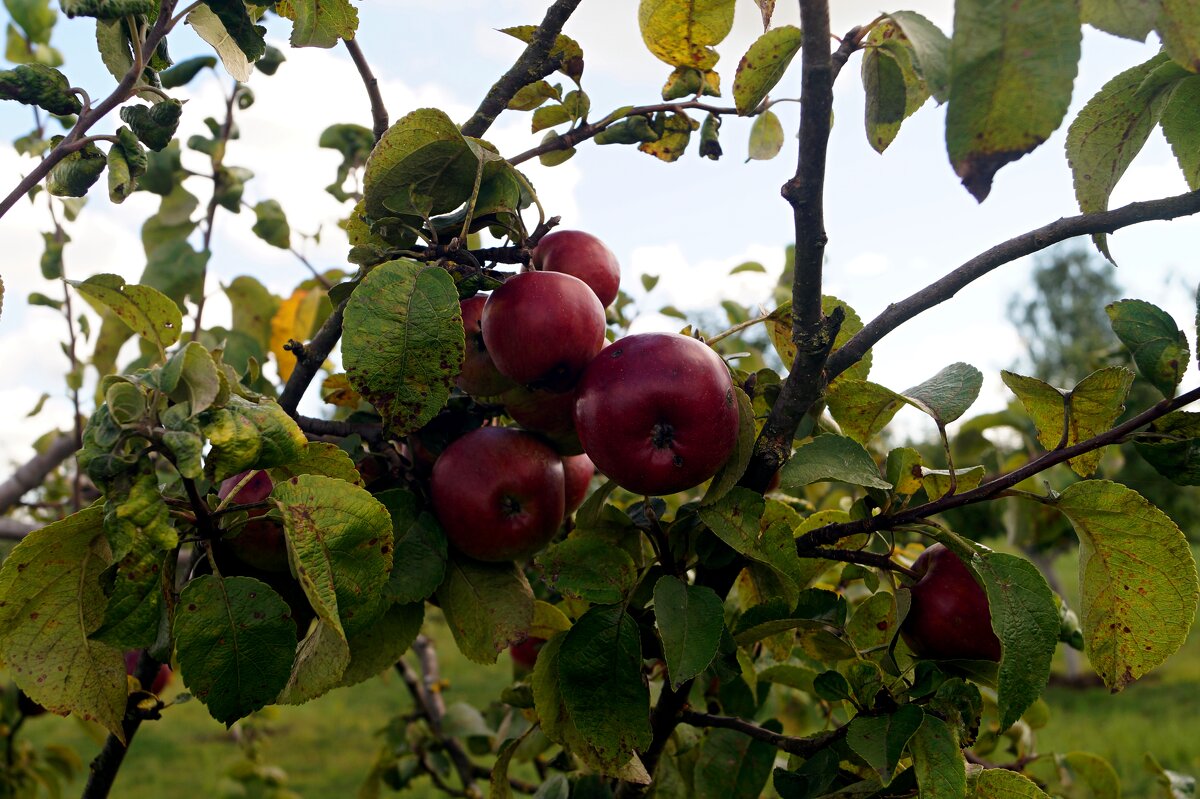 Райские яблочки - Gal` ka