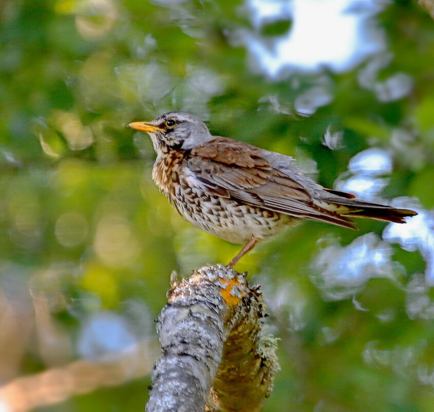 встречая утро - Andrey Bragin 