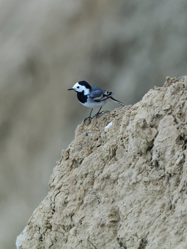 Охранник - Вячеслав Алтай