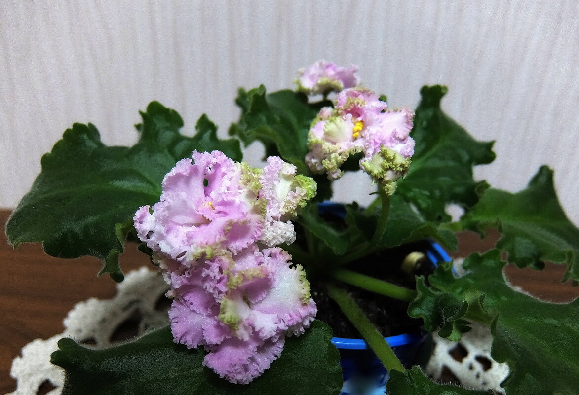 Фиалка сорт ЛЕ-Денди. - Люба 