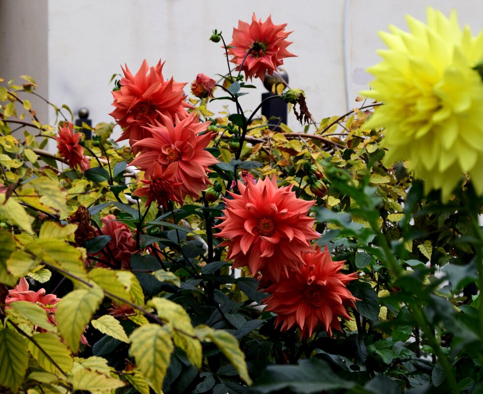 *** - Павленко Михаил 