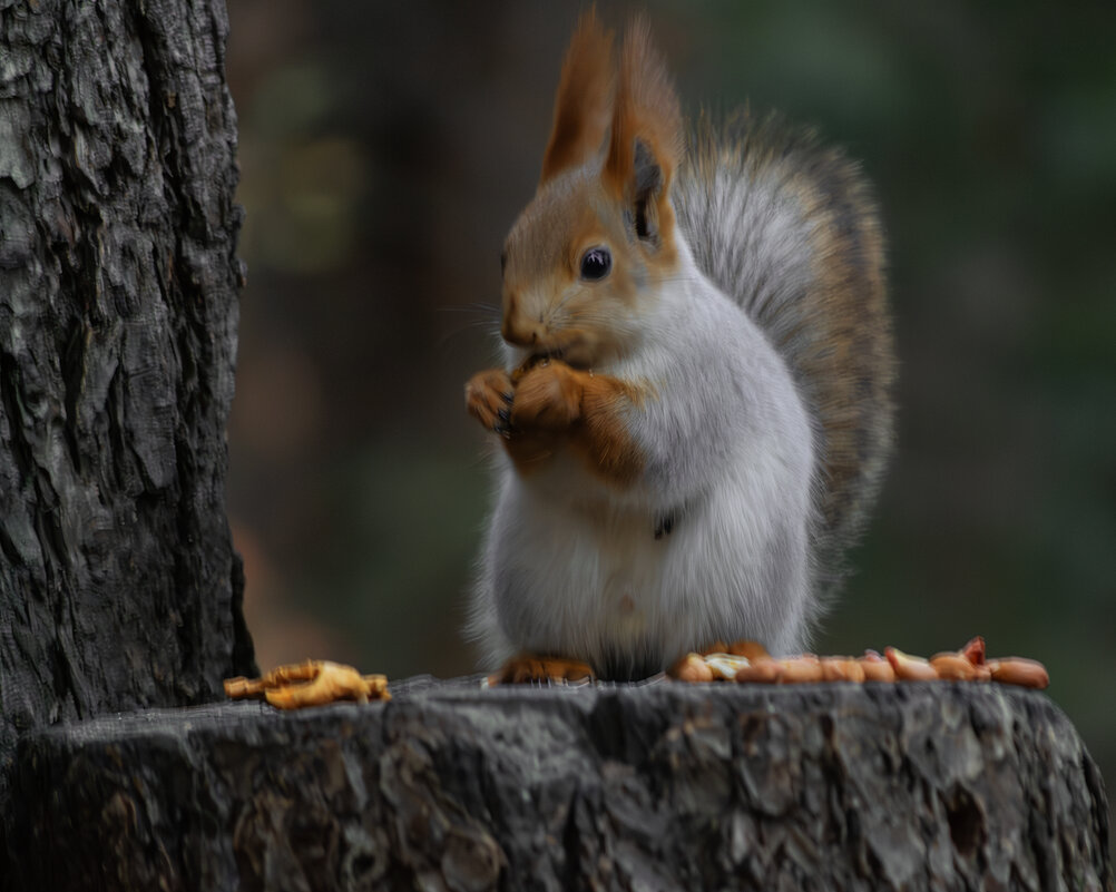 *** - Игорь Протасов