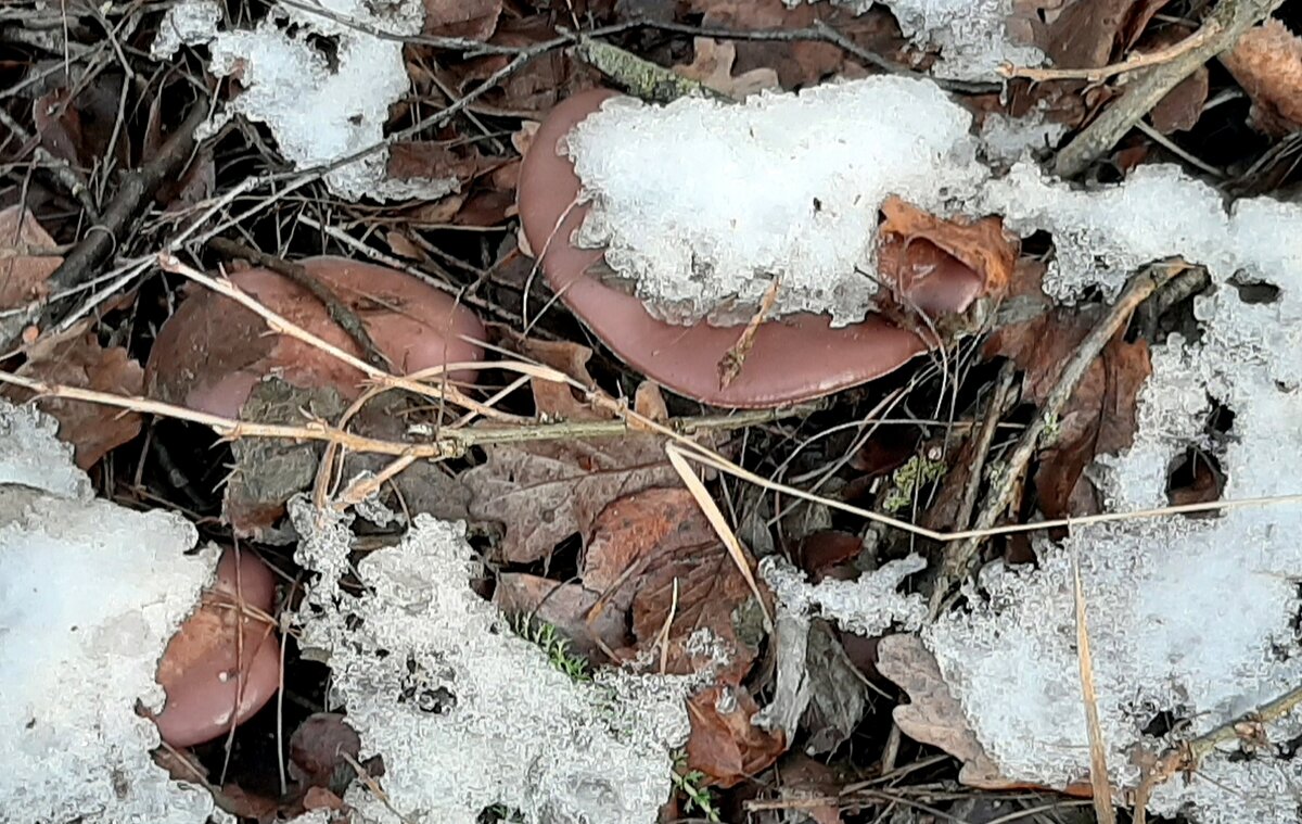 Грибы-подснежники - Наталья Герасимова