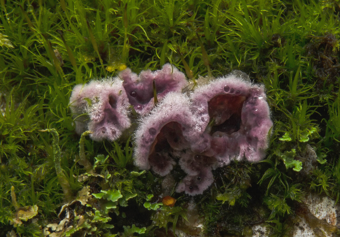 инкогнито - Va-Dim ...