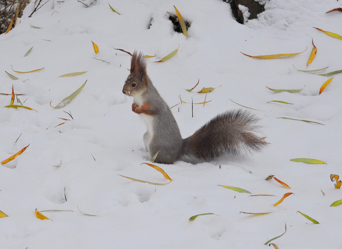 Ноябрьский снег и белка - Мария Васильева Ноябрьский снег и белка - Мария Васильева