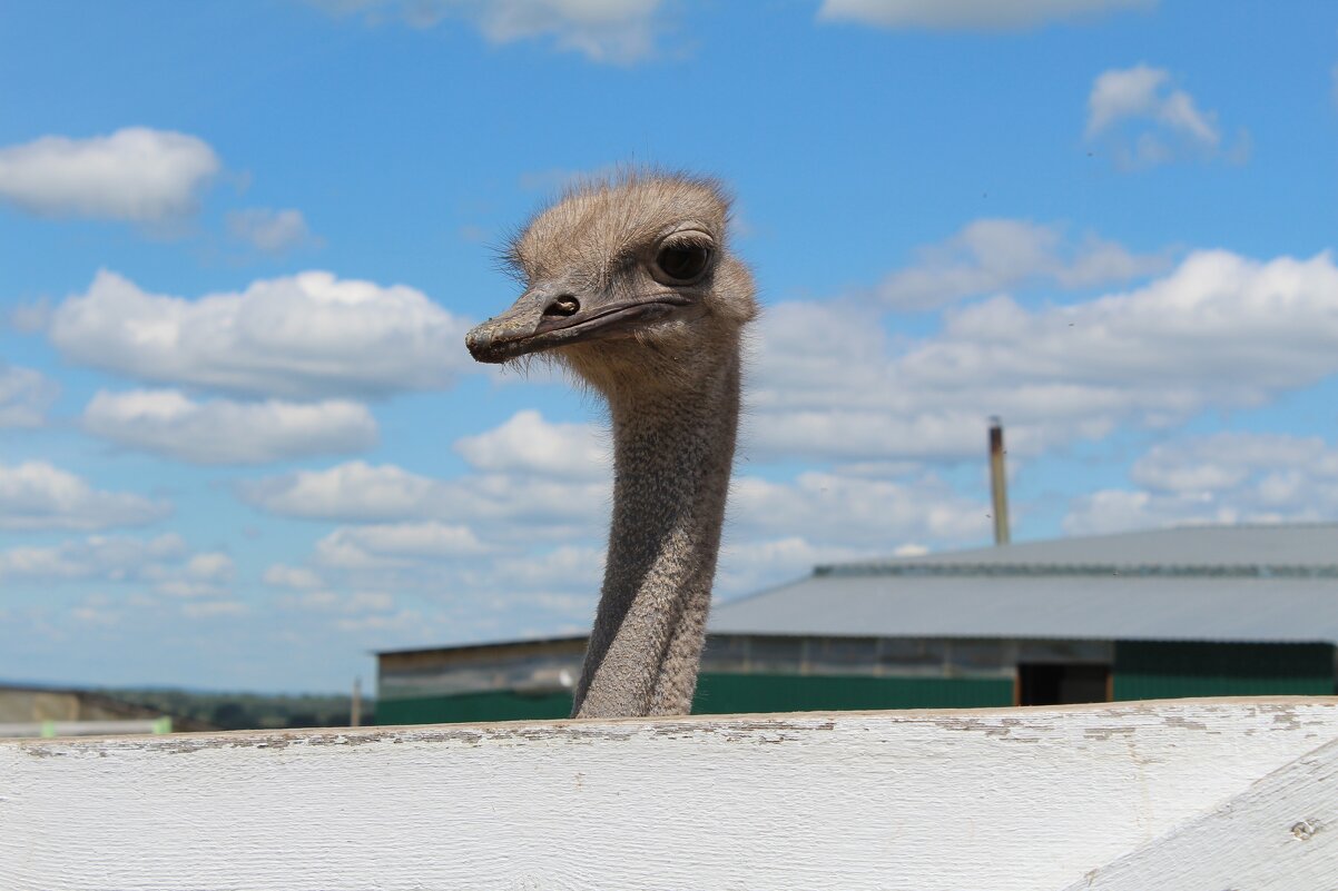страус - Гульфина Булатова