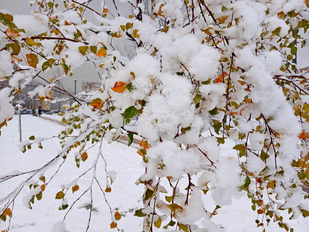 Берёзкино одеяние. - Лия ☼