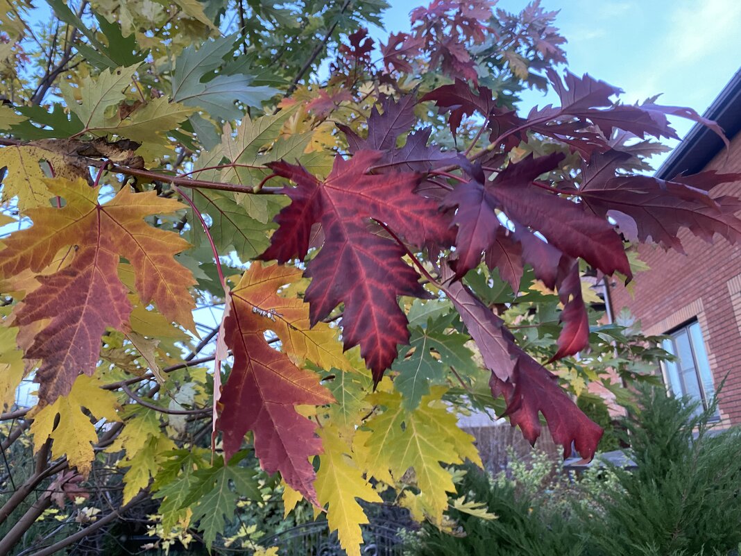 Осенние листья. - Alexey YakovLev