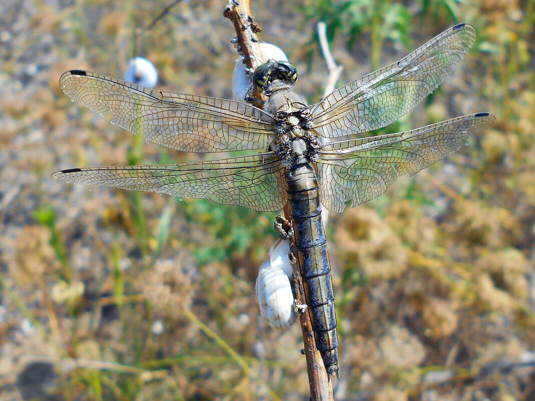 Стрекоза решётчатая - Константин Штарк