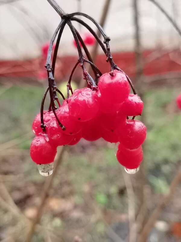 Ноябрь плачет - Любимова Ольга 