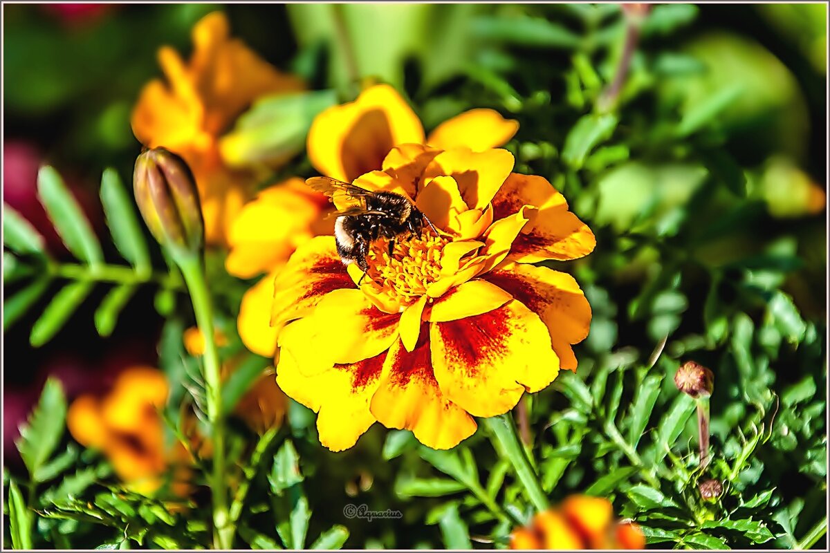 Про сентябрь - Aquarius - Сергей