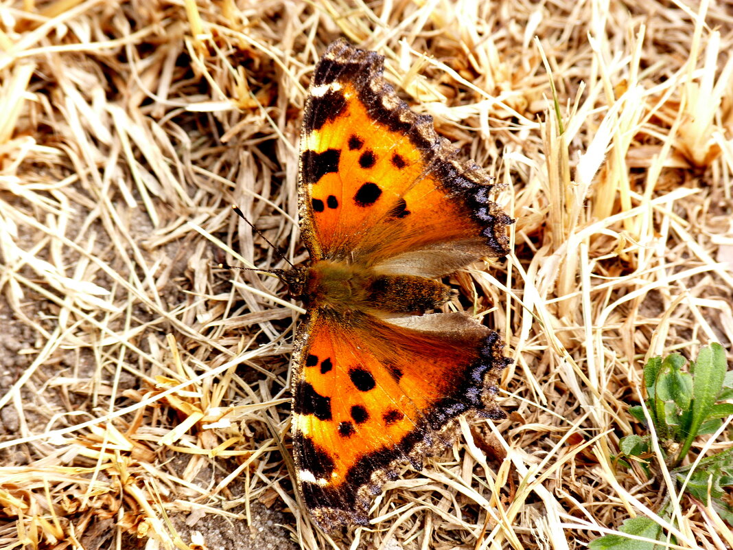 опять про бабочек...93 - Александр Прокудин