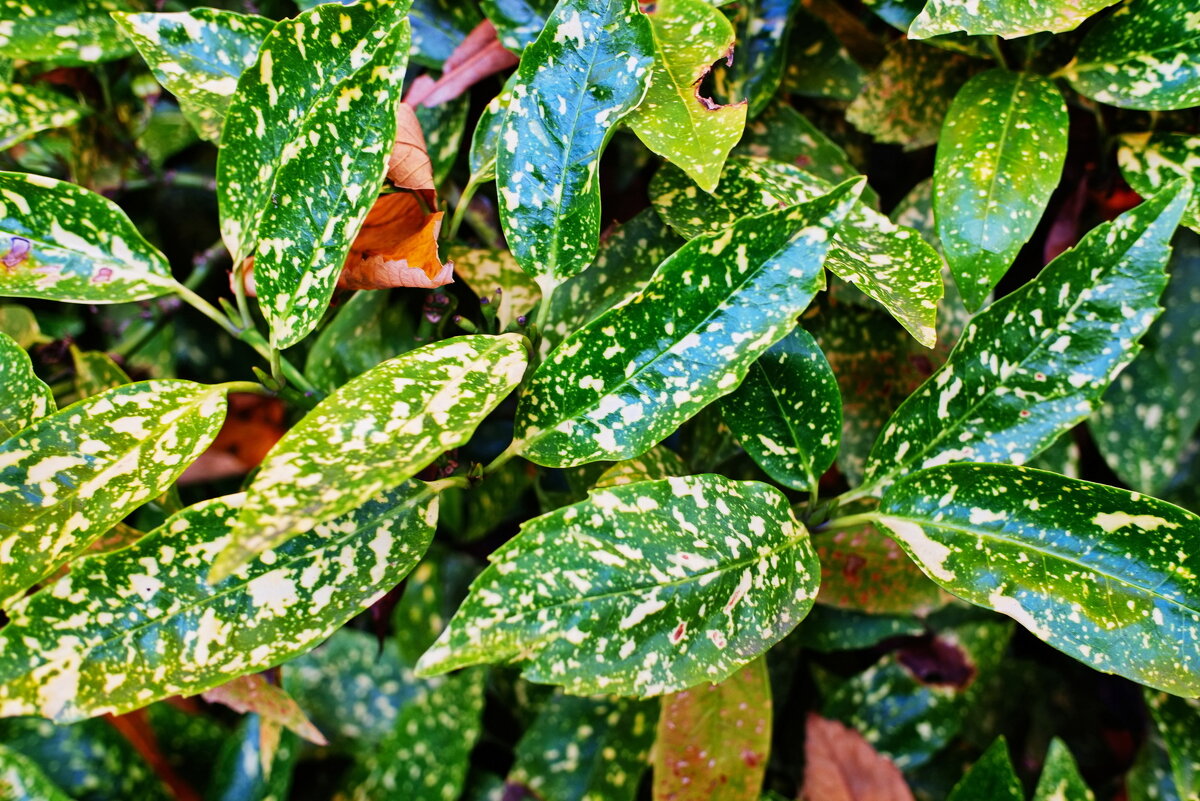 *** - Witalij Löwin