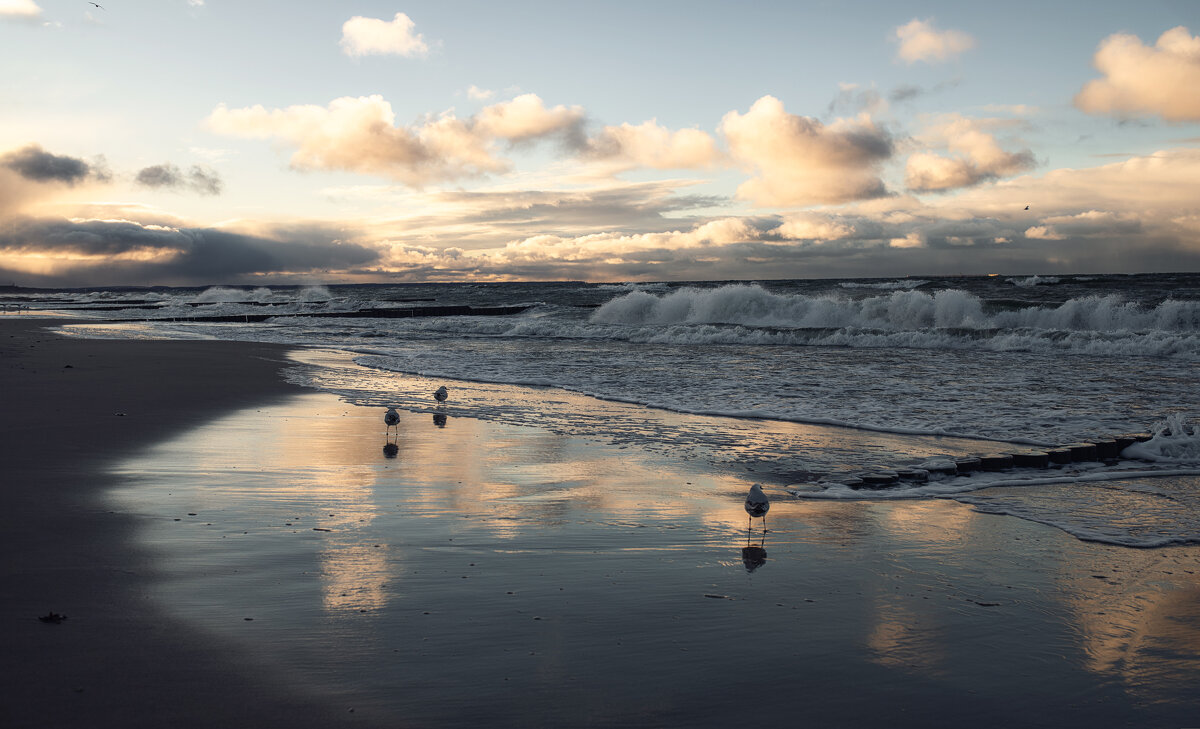 Балтийское - Лилия .