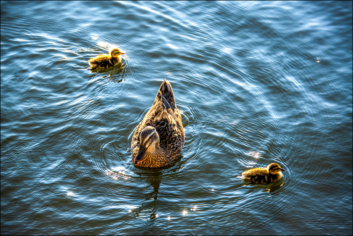 Утро - **** vedin