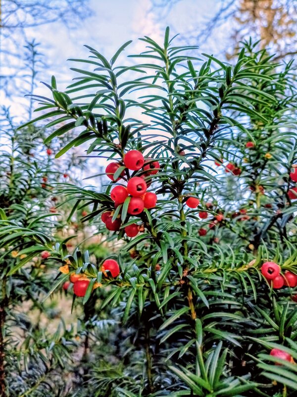 В Японском саду - Veera V