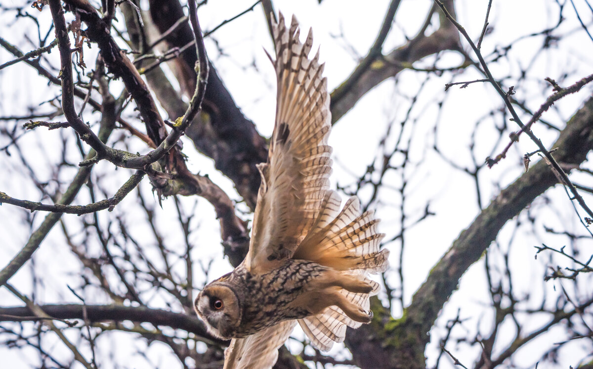 Ушастая сова. - Владимир Безбородов