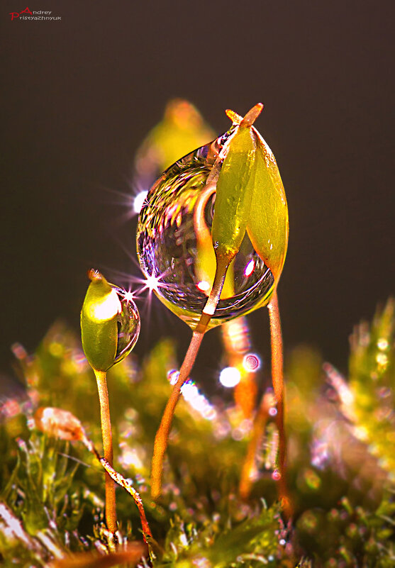 Капелька - Андрей Пристяжнюк