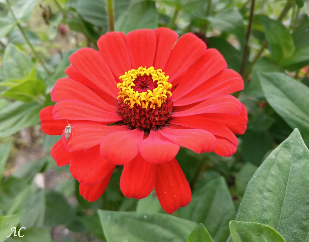 Цинния изящная - Любовь Сахарова Цинния изящная - Любовь Сахарова