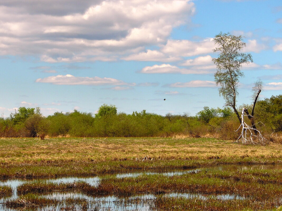 Весенние талые воды. - nadyasilyuk Вознюк