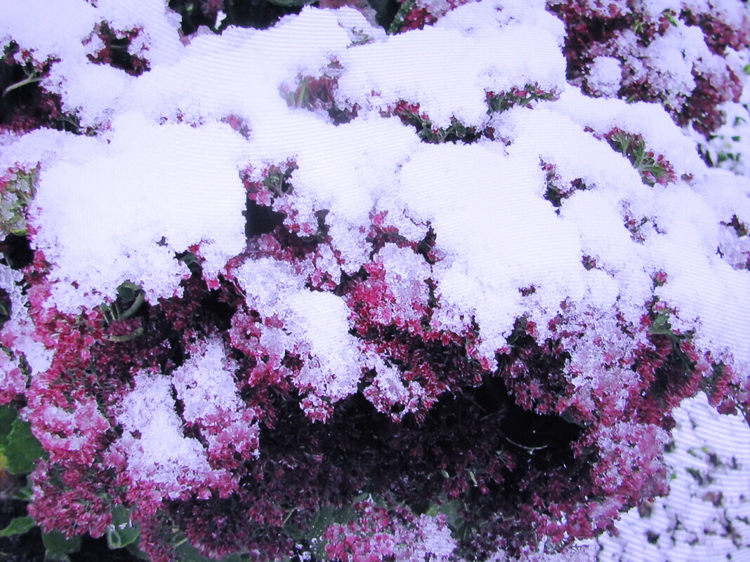 Засыпало очиток - Людмила Смородинская