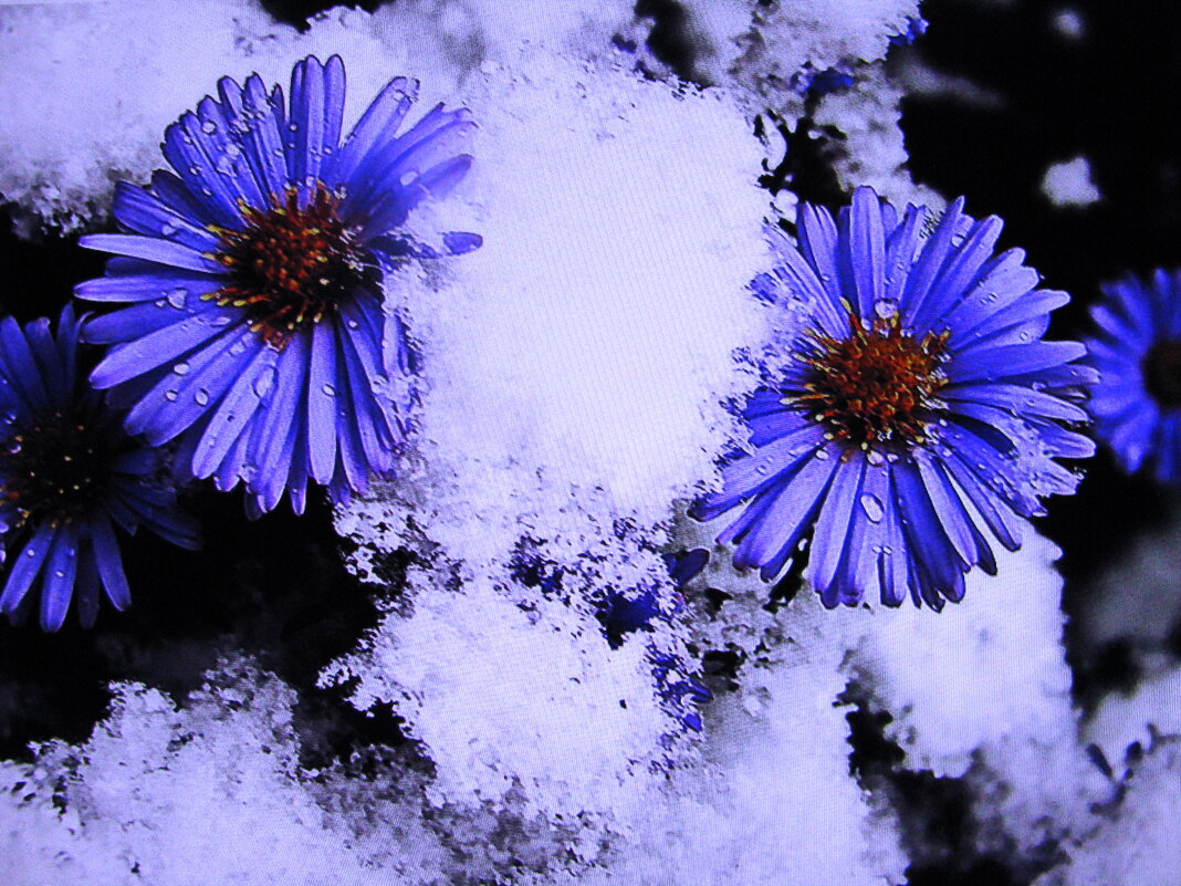Бедные цветочки - Людмила Смородинская