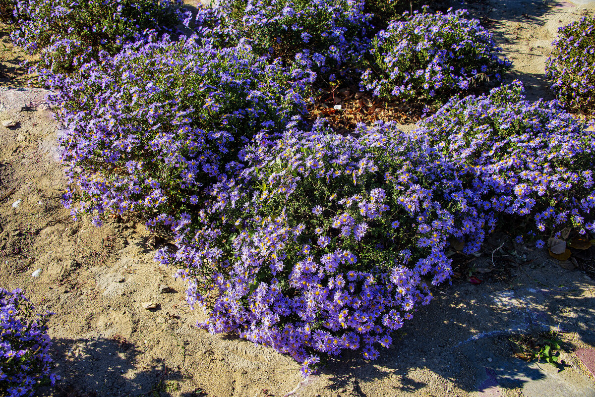 Осенние - Анатолий Чикчирный