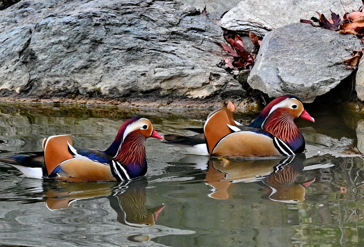 Мандаринки... - Николай Саржанов