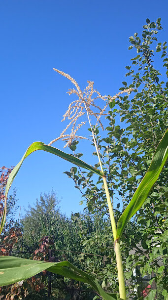 сентябрь--четвёртый месяц лета - Елена Шаламова