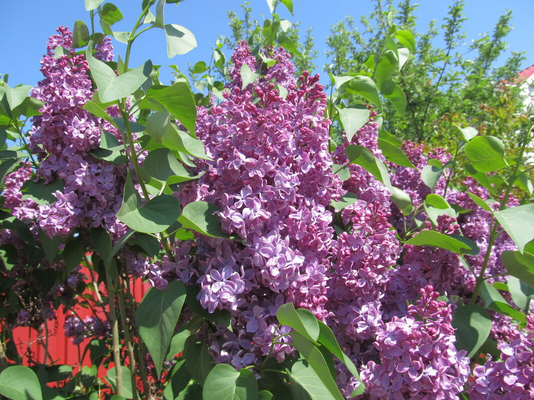 когда цвела сирень - Елена Шаламова когда цвела сирень - Елена Шаламова