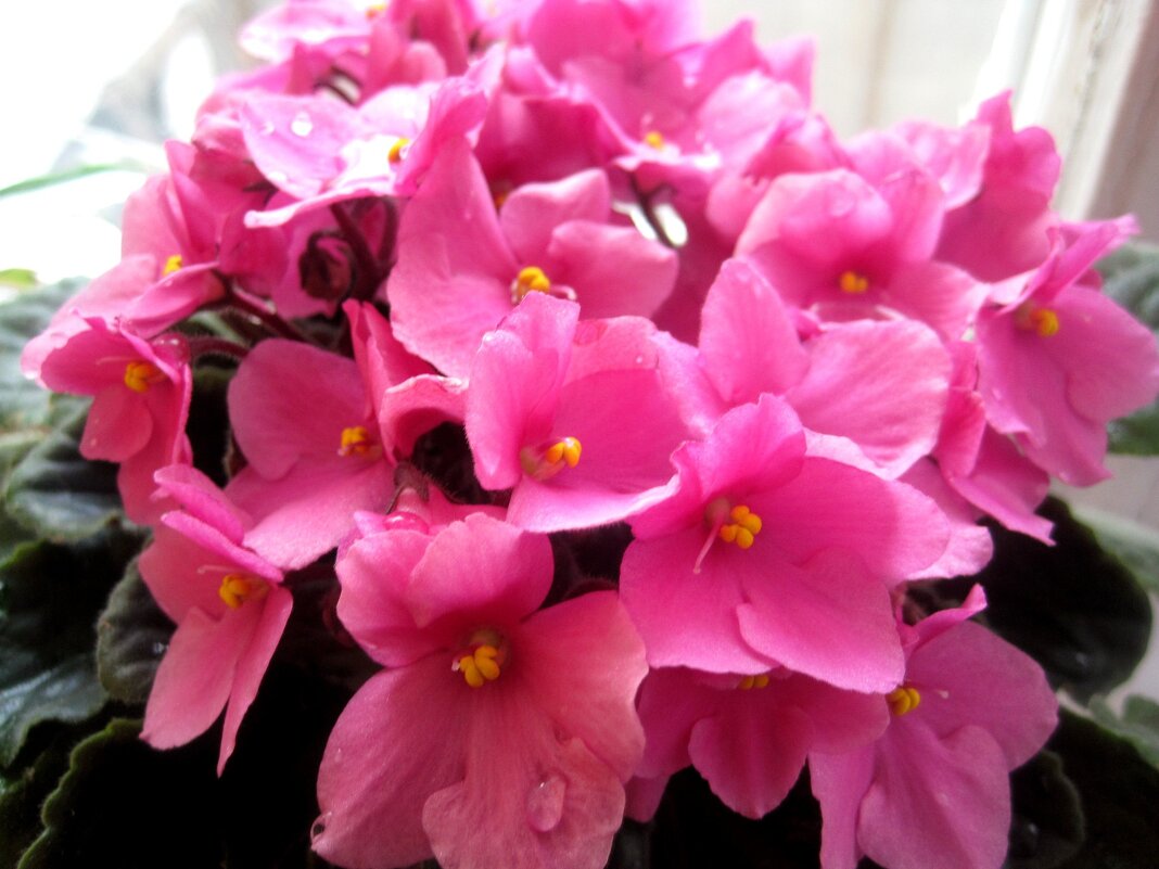 Фиалка весной - Елена Семигина