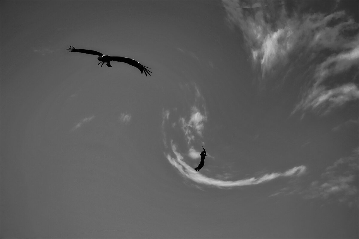 ----Freedom and more - AL Reborn 