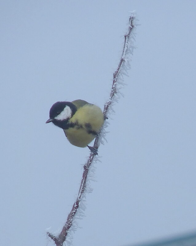 Большая синица. - сергей ермошкин