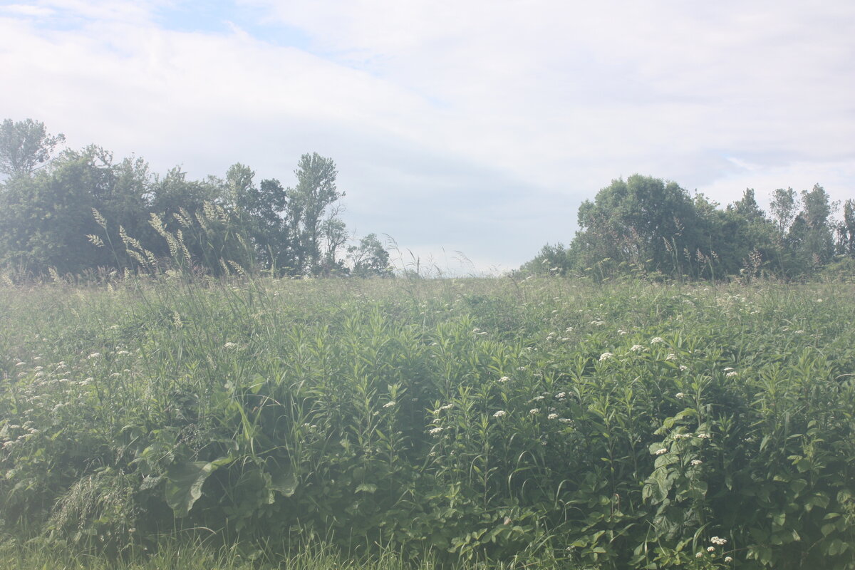 Разнотравье - Маргарита Б