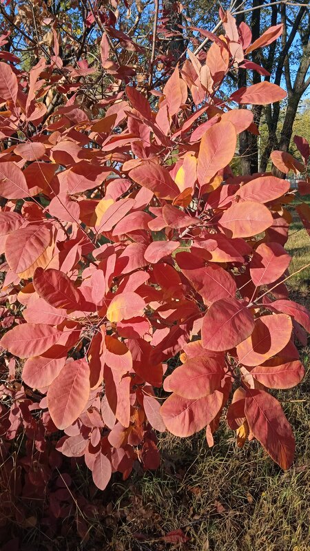 костёр октября - Елена Шаламова