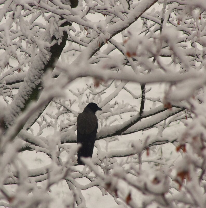 Вчера. Ворона... - Юрий Куликов