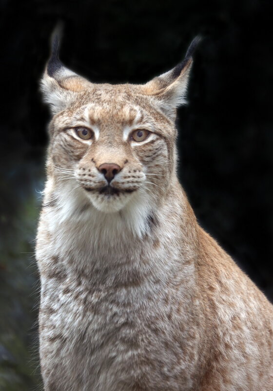 рысь - Михаил Бибичков рысь - Михаил Бибичков