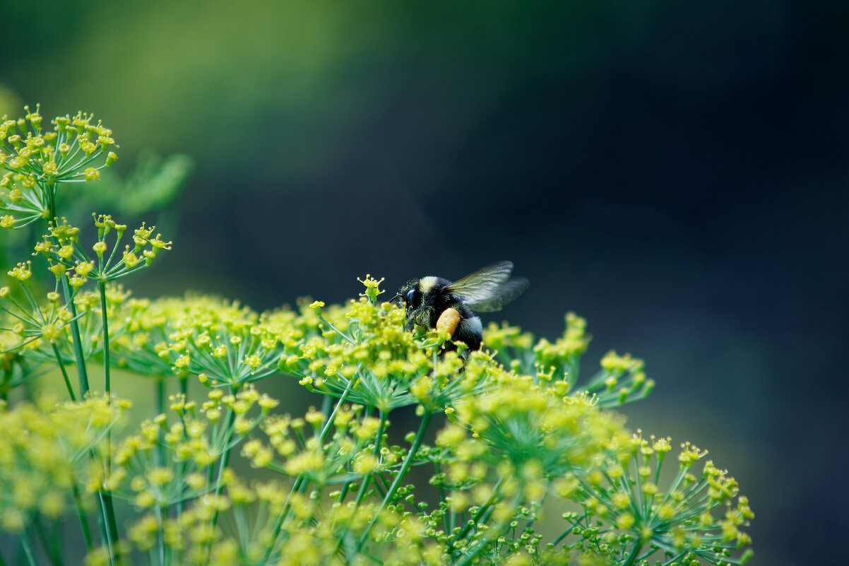 За работой - Вячеслав Алтай