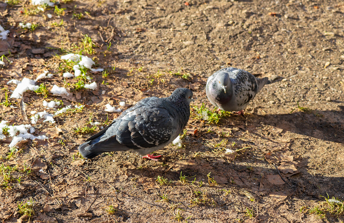 Пара голубей - Александр Синдерёв