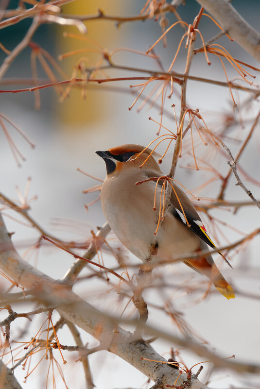 Смотрю на тебя! - Вячеслав Алтай Смотрю на тебя! - Вячеслав Алтай