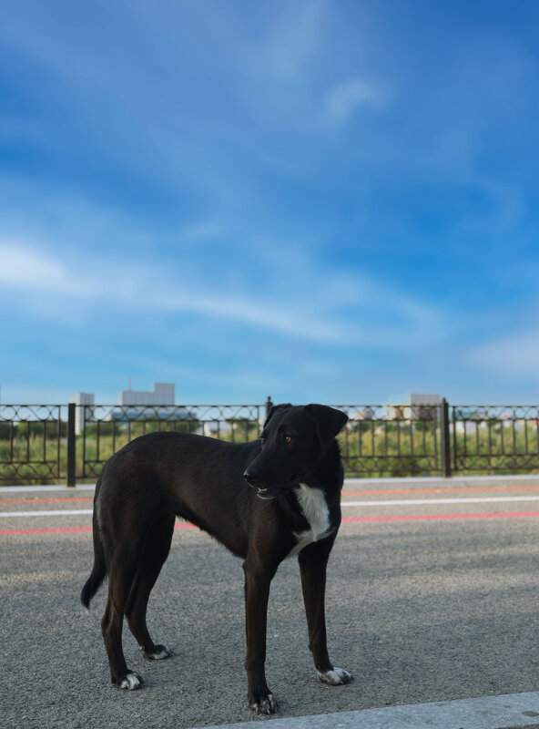 *** - Елена Алексеева