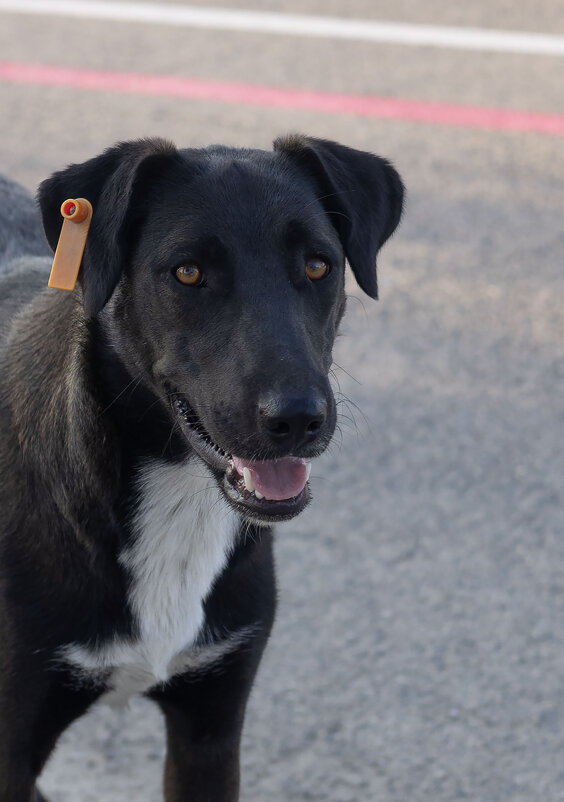 *** - Елена Алексеева