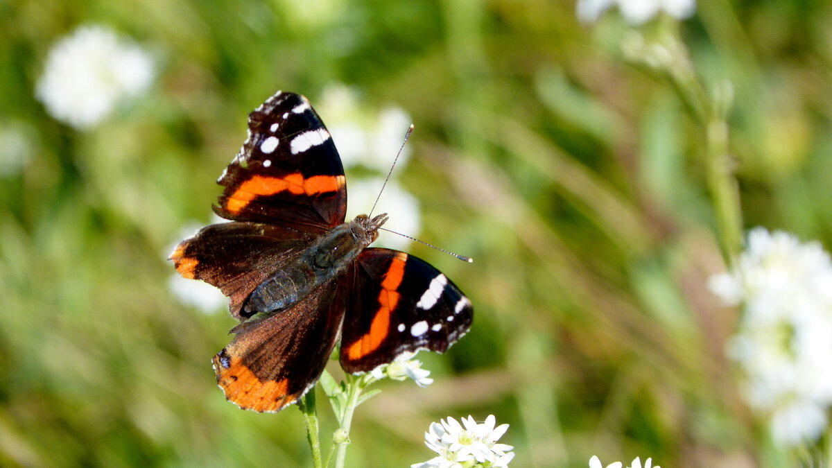 опять про бабочек...99 - Александр Прокудин