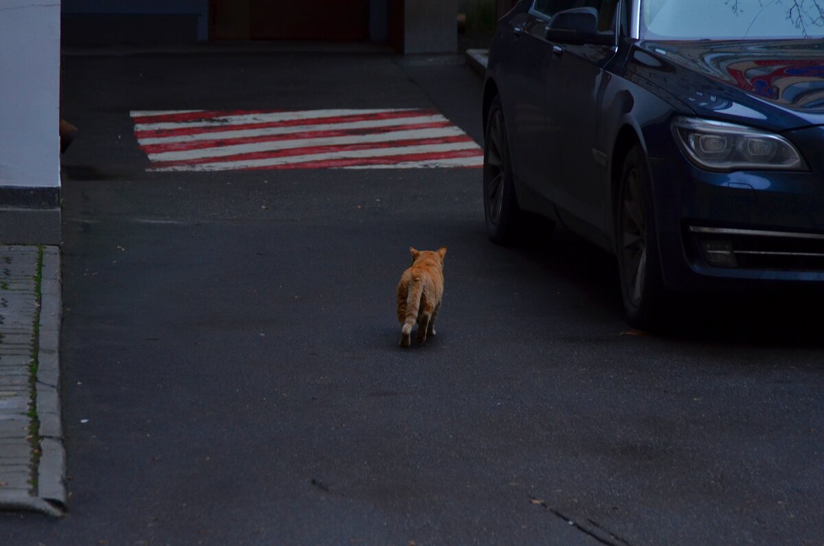 Чужой кот. - Наталья Вязигина