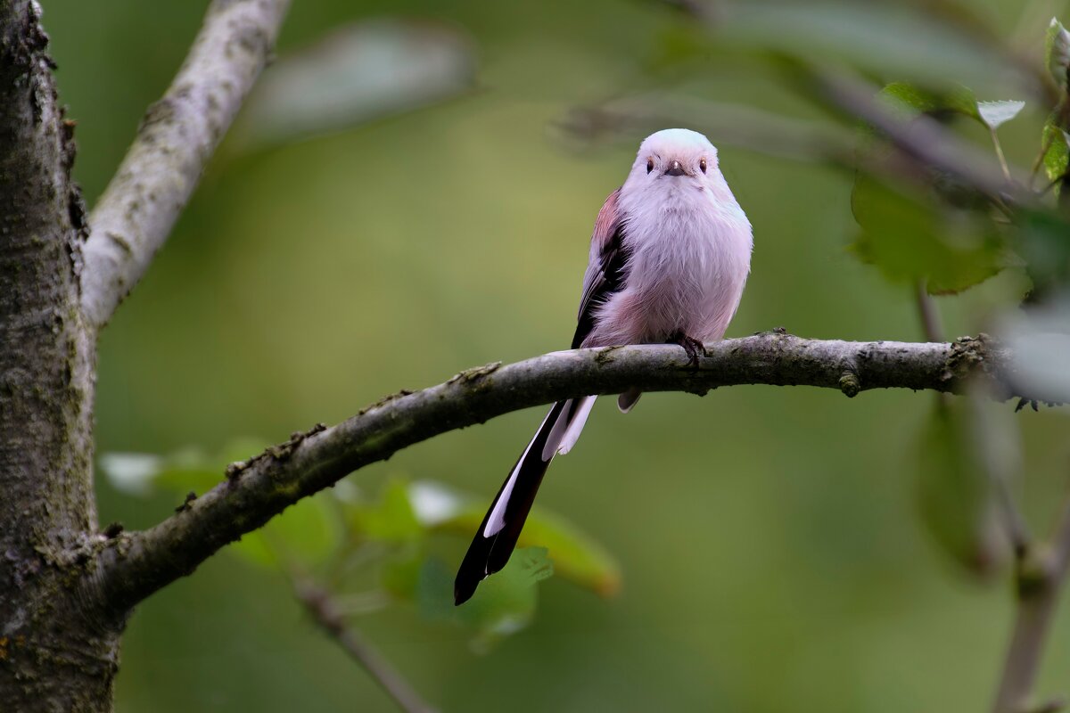 Мир птиц - Николай Соколухин Мир птиц - Николай Соколухин