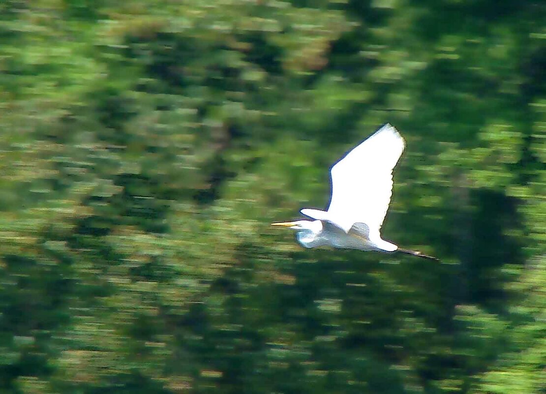 большая белая цапля - gawrilа - dan