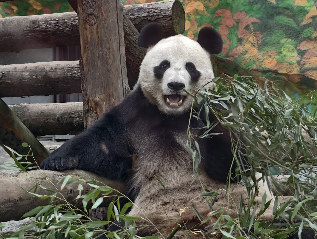 Панда Жуи - <<< Наташа >>>